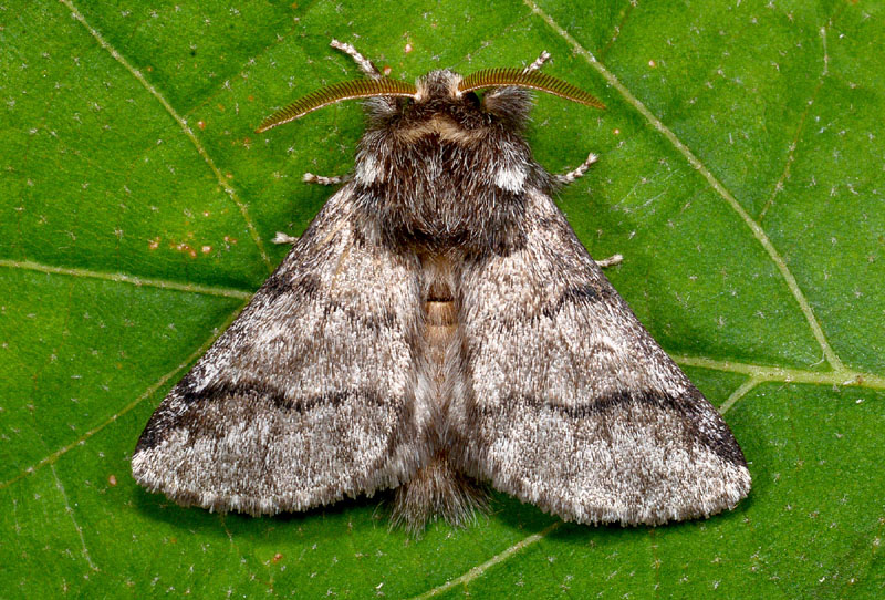Notodontidae: Thaumetopoea processionea